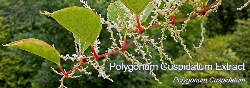 polygonum cuspidatum powder extract