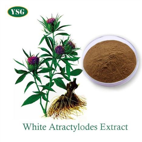 Extrato de Atractylodes