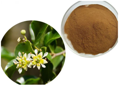 Quillaja Saponária em Pó